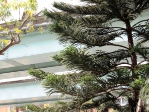 [SX50HS]馬路邊植物亂入篇