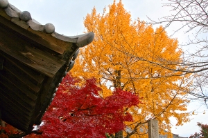 日本-馬頭觀世音菩薩寺