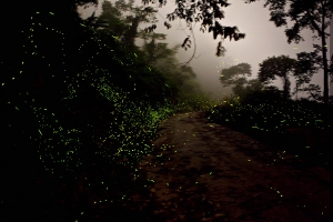 仲夏夜螢火蟲~雲林古坑