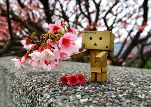 平菁街&nbsp;&nbsp;寒櫻