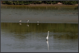 20131026 憤怒鳥