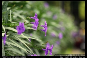 Sophies植物微距攝影集154