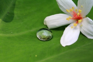 EF100mm F2.8 老鏡試拍 有M