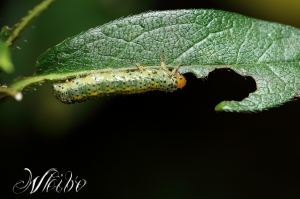 相機日記-杜鵑葉蜂(幼蟲)