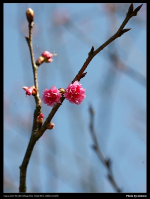 上周日的陽明山櫻花（135L+小綠）