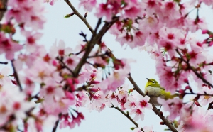 打鳥獻"櫻"情