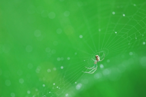微距習拍 III 蜘蛛篇
