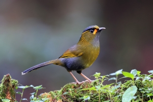 藪鳥