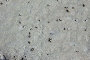 帶阿嬤逛淡水+永安漁港超美夕陽