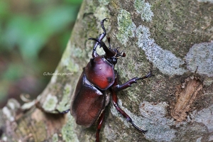 最後一帖 來一堆蟲照