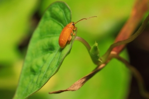 倒转微距世界~~