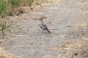 熬鼓溼地之旅2.....戴勝與鷿鵜
