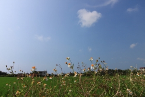 出差順手拍-新豐.新屋