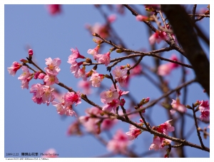 春暖櫻綻‧陽明山花季