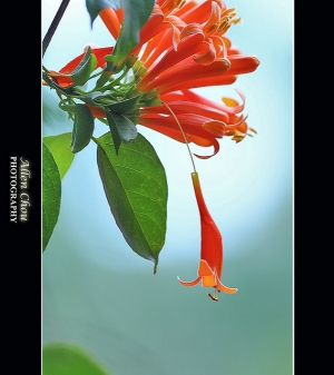 陽光下  炮仗花開