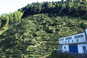 南投 鹿谷 忘憂森林 森呼吸