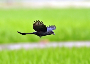 456打鳥記 - 大卷尾空中捕食覓食秀