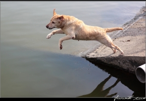 飛躍的拉不拉多