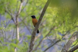 男鳥女鳥差很大