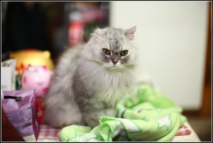 我家的妞妞(貓的測試照)