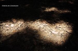 跟女王去藤枝拍的...