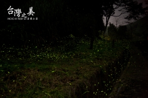 初夏第一拍*綠光精靈*