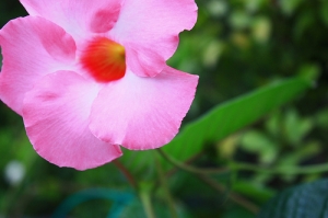 ｔｅｓｔ