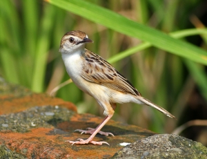 456打鳥記 - 驚恐的表情 ~ 棕扇尾鶯