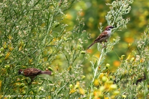 小小白IS再打鳥--BY好攝客