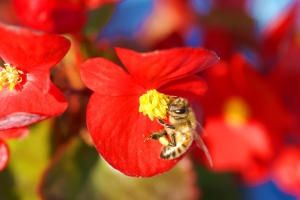 海棠VS蜜蜂