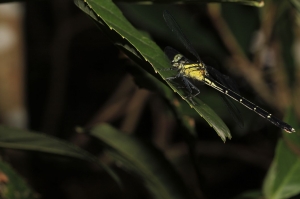 紹德春蜓(嘉義亞種)！！！