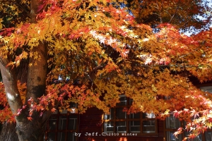 11/11 福壽山＆高美