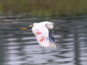 456打鳥記 - 加油吧 ~ 鳥勇士
