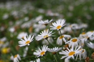 台南公園百花季