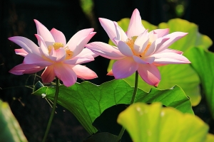 台中市~~~~~初拍荷花~18張