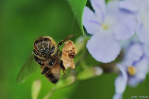 【蜜蜂花下死】