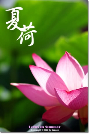 夏荷隨拍