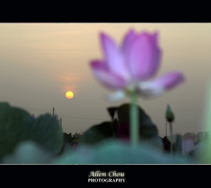 蜂荷日麗  荷趣荷叢 ~Allen~