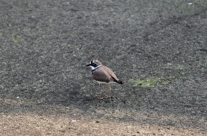 濕地打鳥 - 水鳥篇
