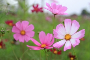 嘉義民雄波斯菊花海