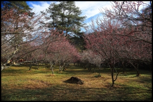 武陵紅梅