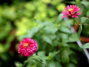 EP1+NOKTON 50mm F1.1 隨拍幾張