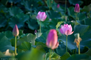 與香蓮晨間有約