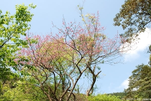 北宜櫻花