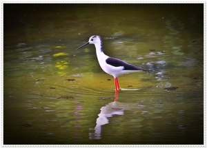 正大鳥鳥圖-8&nbsp;&nbsp;古錐的水鳥