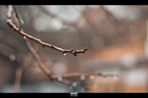 [GF2] ::: Rainy Day 雨中隨拍 by DV :::