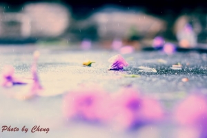花與雨  (一張)