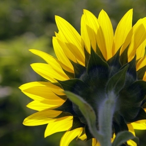 2010橋頭花海即將開始~