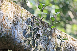 春暖花開陽明山 (圖多慎入)