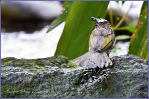 2012 杰克的隨拍 (19) 落湯鳥